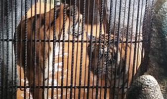Người đàn ông bị hổ cắn đứt lìa 2 tay ở Bình Dương: Do đến trêu ghẹo hổ khi đang say xỉn Người đàn ông bị hổ cắn đứt lìa 2 tay ở Bình Dương: Do đến trêu ghẹo hổ khi đang say xỉn