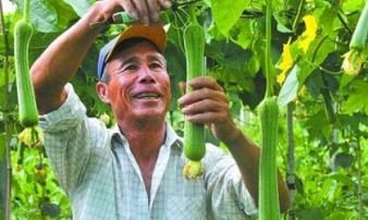 Lão nông bán 20 nghìn một quả 'dài thuột' này, một năm kiếm 300 triệu Lão nông bán 20 nghìn một quả 'dài thuột' này, một năm kiếm 300 triệu