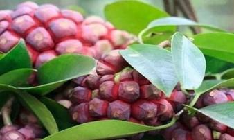 Quả 'trăm mắt' đỏ au, vừa tốt vừa hiếm, giá tới 600.000/kg Quả 'trăm mắt' đỏ au, vừa tốt vừa hiếm, giá tới 600.000/kg