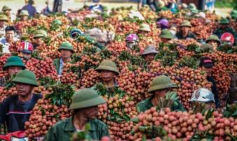 Vải thiều càng vào chính vụ giá càng tăng sốc, lên đến trên 70.000 đồng/kg Vải thiều càng vào chính vụ giá càng tăng sốc, lên đến trên 70.000 đồng/kg