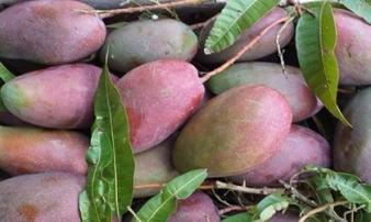 Loại xoài có màu lạ, giá chỉ 50.000 đồng/kg “hút hồn” các chị em Loại xoài có màu lạ, giá chỉ 50.000 đồng/kg “hút hồn” các chị em