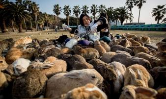 Hòn đảo tràn ngập thỏ xinh đẹp của nước Nhật Hòn đảo tràn ngập thỏ xinh đẹp của nước Nhật