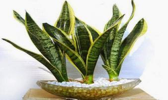 6 loại cây cản lộc - đuổi tài, rước vào nhà đừng hỏi sao làm mãi không giàu 6 loại cây cản lộc - đuổi tài, rước vào nhà đừng hỏi sao làm mãi không giàu