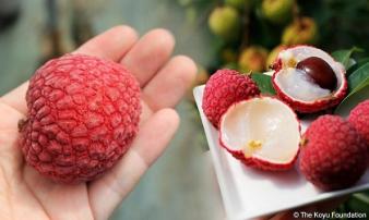 Vải thiều Nhật Bản 1 triệu/6 quả vẫn đắt hàng ở Việt Nam Vải thiều Nhật Bản 1 triệu/6 quả vẫn đắt hàng ở Việt Nam