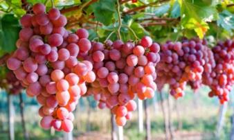 7 loại quả đại bổ khi ăn buổi sáng nhưng chớ dại ăn buổi tối kẻo biến thành “độc dược” 7 loại quả đại bổ khi ăn buổi sáng nhưng chớ dại ăn buổi tối kẻo biến thành “độc dược”