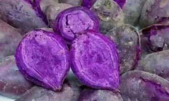 Tin lời phòng chống ung thư, ăn khoai lang tím Úc giá đắt gấp 20 lần Tin lời phòng chống ung thư, ăn khoai lang tím Úc giá đắt gấp 20 lần