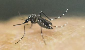 Chỉ vì muỗi cắn, người đàn ông khỏe mạnh bỗng bị chết não sau 9 ngày bởi loại virus nguy hiểm này Chỉ vì muỗi cắn, người đàn ông khỏe mạnh bỗng bị chết não sau 9 ngày bởi loại virus nguy hiểm này