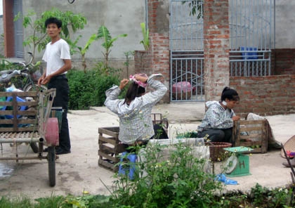 Làng đa thê ở Hà Nội: Lấy cả chị lẫn em