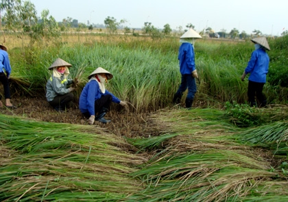 Kỳ bí Rắn Thần trong 3 gò mộ to như núi ở Thái Bình