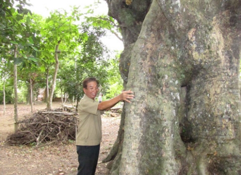 Ông Lê Minh Thưởng bên 5 cây thị già được vinh danh