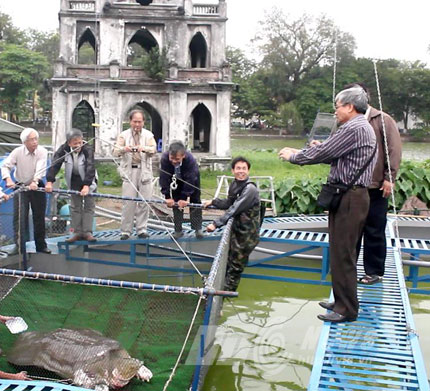 Những chuyện chưa tiết lộ về cuộc chữa bệnh cho cụ rùa