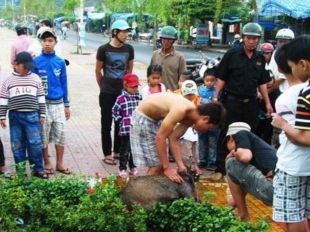 Mổ heo ngay trên công viên dọc đường Bạch Đằng trước sự chứng kiến của công an, lực lượng bảo vệ trật tự địa phương!