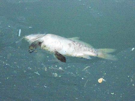 Và nhiều con cá to.