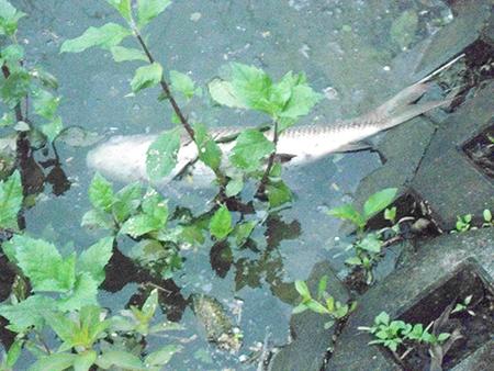 cả những con cá to khoảng 1kg cũng không chống trọi được vì hò quá ô nhiễm.