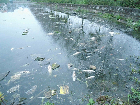 Cá phủ trắng khắp hồ Minh Khôi.