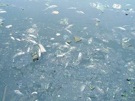 Cá nhỏ cũng chết nổi khắp mặt hồ.