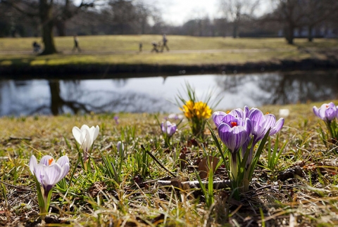 Hoa nghệ tây nở trong công viên Clingendael, Hague, Hà Lan.