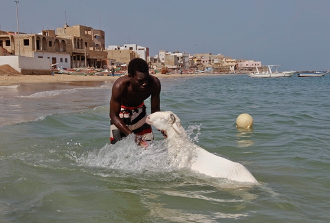 Một thanh niên tắm cho dê dưới biển Đại Tây Dương ở Ngor, Senegal.