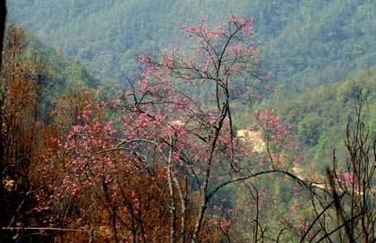 “Thung lũng chết” khủng khiếp trên dãy Hoàng Liên Sơn