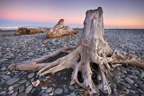 Những thân gỗ trôi dạt dọc bờ biển tây New Zealand.