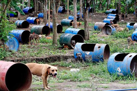 Những con chó được xích vào chuồng bằng thùng phi tại một trang trại café sau khi được giải cứu khỏi một nhóm chuyên bắt chó ở San Pablo, Philippines.