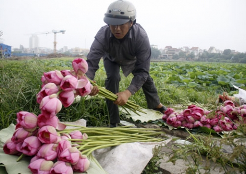 sen hồ tây 14