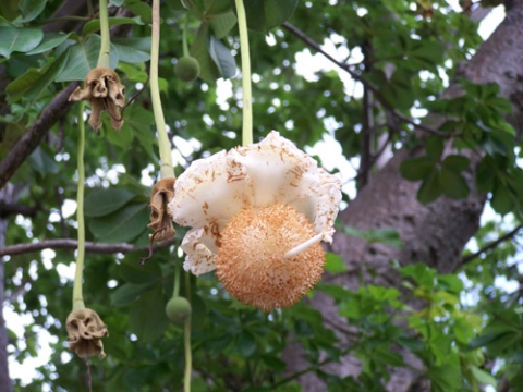 Hoa cây baobap.