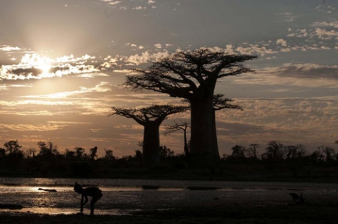 Có khả năng mọc cao tới 30 cùng đường kính thân lên tới 11m giúp baobab có khả năng tích trữ tới 120.000l nước bên trong thân. Chính nhờ lượng nước khổng lồ này, baobab có thể tồn tại trong những điều kiện khô nóng nhất trên những sa mạc cằn cỗi của châu Phi. 