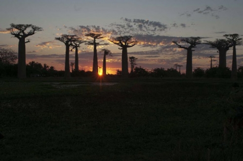 Vào mùa khô, tán lá thưa thớt của baobab sẽ nhanh chóng rụng đi, nhường chỗ cho những cành khẳng khiu nằm chơ vơ giữa không trung. Việc rụng lá là cách hiệu quả nhất giúp loài cây baobab tiết kiệm nước trong khi cây vẫn có thể duy trì sự sống nhờ lượng nước được tích trữ trong thân.