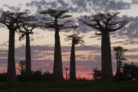 Ở châu Phi, hiện có những cây baobab vô cùng lớn, có thể có tuổi thọ lên tới hàng ngàn năm. Tuy nhiên, thân cây baobab không hiển thị các vòng tăng trưởng, vốn được dùng để xác định tuổi các loại cây thân gỗ nên các nhà thực vật học chưa thể xác định chính xác thời gian sống của các cây này.