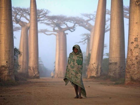 Phần thân của cây baobab cũng được sử dụng để làm sợ, thuốc nhuộm hay làm củi trong khi một số bộ lạc sử dụng quả baobab khô để làm đồ trang sức đeo trên cổ.