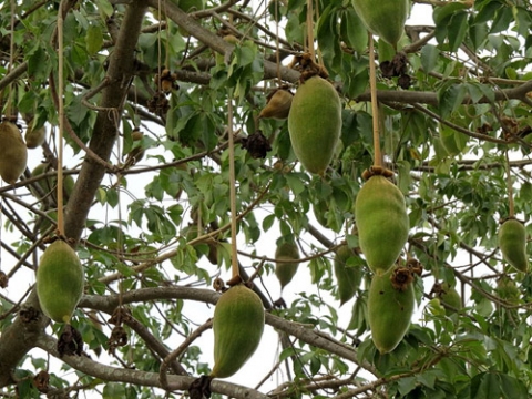 Quả bao bapbap.