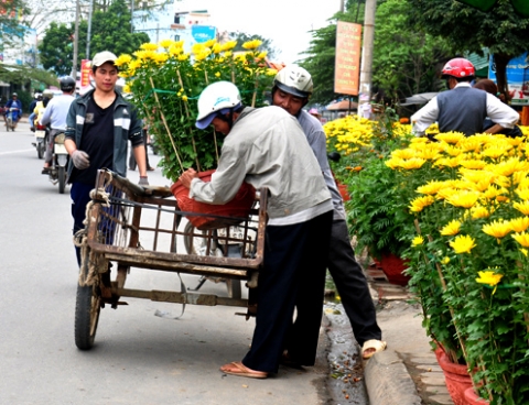 Kiếm bạc triệu mỗi ngày nhờ chở thuê hoa Tết