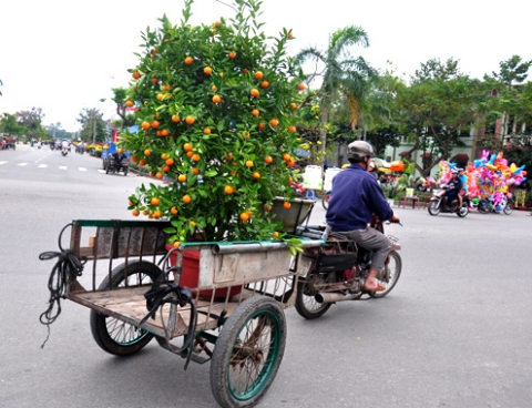 Kiếm bạc triệu mỗi ngày nhờ chở thuê hoa Tết