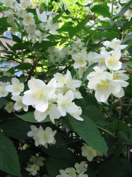 chua-benh-bang-hoa-nhai2