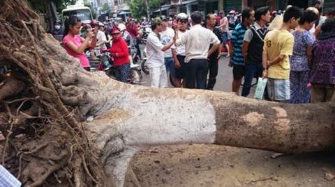 binh-dinh-cay-xanh-bat-goc-2