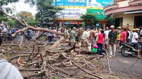 binh-dinh-cay-xanh-bat-goc-3