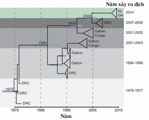 nguon-goc-ebola-3