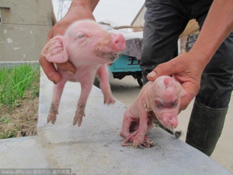 phat-hien-lon-con-co-hinh-dang-la-2