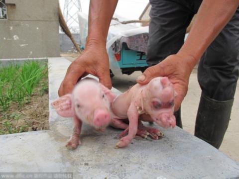 phat-hien-lon-con-co-hinh-dang-la-3