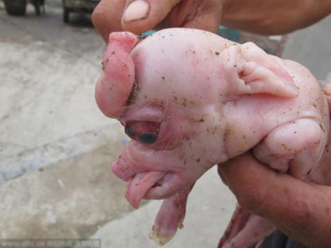 phat-hien-lon-con-co-hinh-dang-la-4