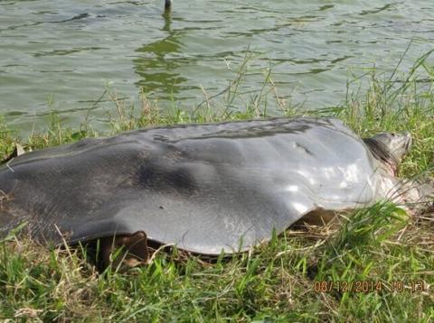 cu-rua-noi-o-ho-guom-3