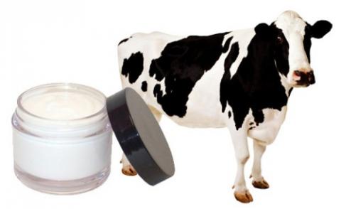 nhung-cach-lam-dep-tu-dong-vat-di-nhat-the-gioi-5