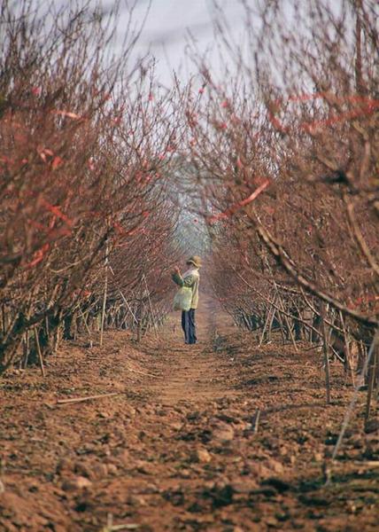 ha-noi-12-mua-hoa1-1420346798