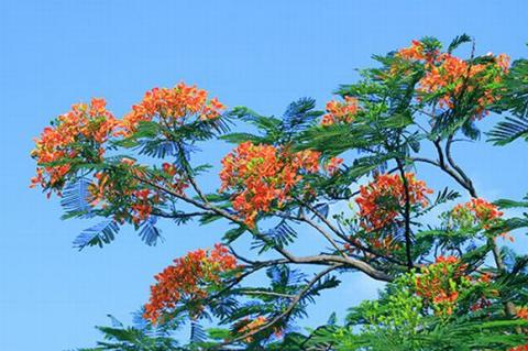 ha-noi-12-mua-hoa11-1420346798