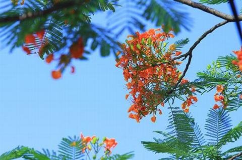 ha-noi-12-mua-hoa12-1420346798