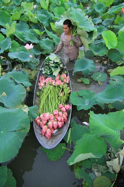 ha-noi-12-mua-hoa13-1420346799