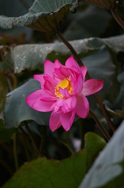 ha-noi-12-mua-hoa14-1420346799