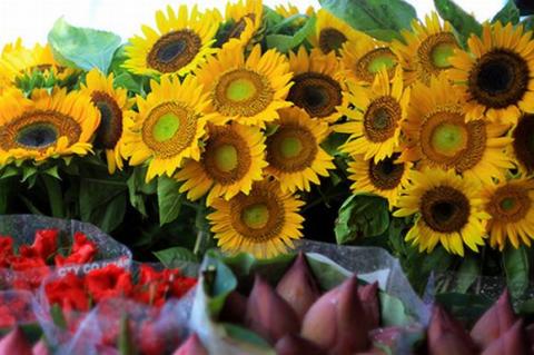 ha-noi-12-mua-hoa17-1420346799