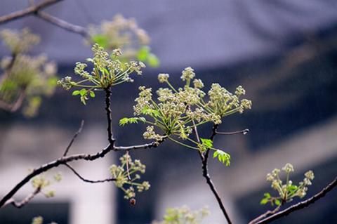 ha-noi-12-mua-hoa18-1420346799